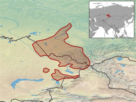Siberian zokor - Facts, Diet, Habitat & Pictures on Animalia.bio