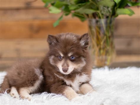 Brown Pomsky