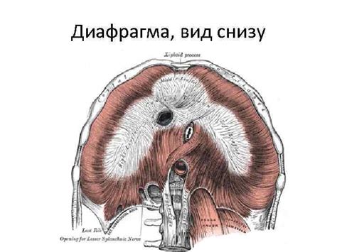 Диафрагма Диафрагма вид снизу 1 — грудинная