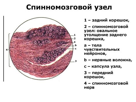 Частная гистология. Нервная система - презентация онлайн