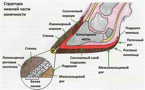 Заметки:Копыта — ВикиФур, русскоязычная фурри-энциклопедия