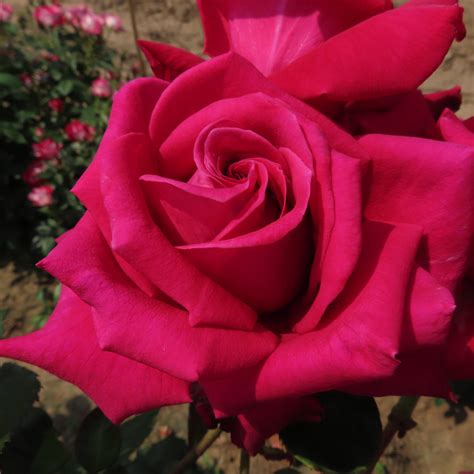 Sylvia rose | Cerise Hybrid Tea | The Fragrant Rose Company
