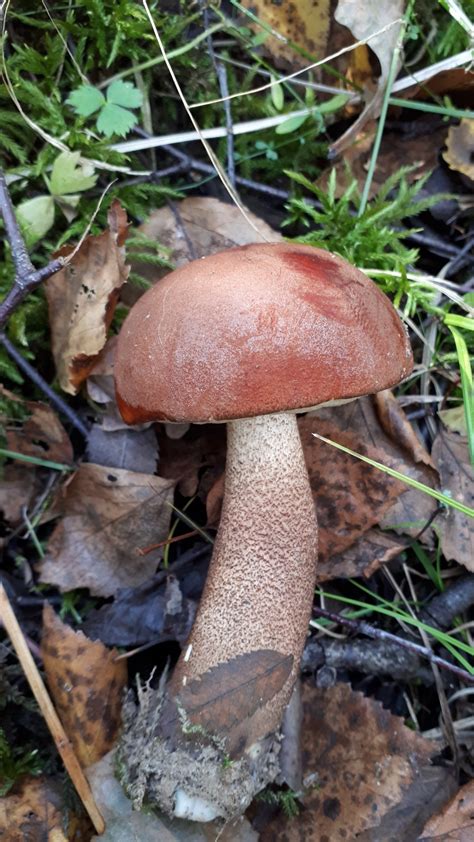 Подосиновик красный (Leccinum aurantiacum) фото и описание