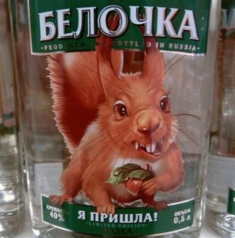 Белочка пришла - прикольные картинки (35+ фото) • Лучшие картинки