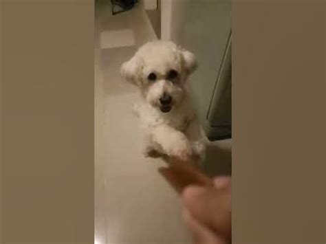 SHUSHIE - YouTube