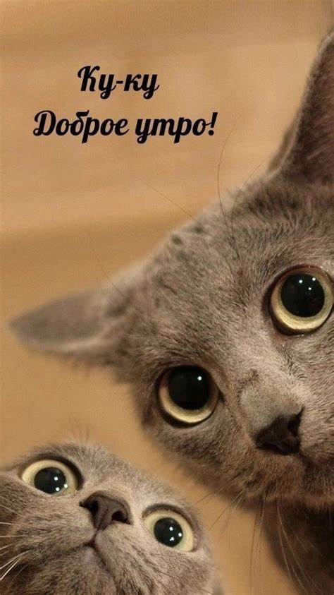 Создать мем "котики приколы, любимый котик, кошка" - Картинки - Meme ...