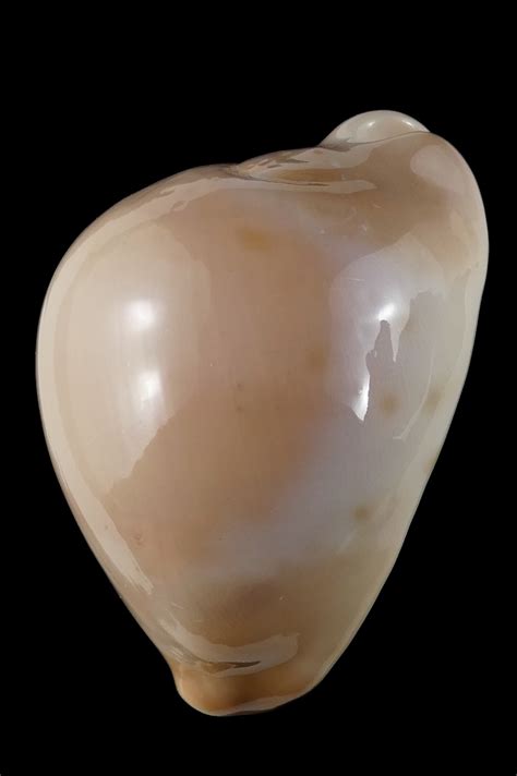 zoila venusta venustagolden  mm gem thelsica