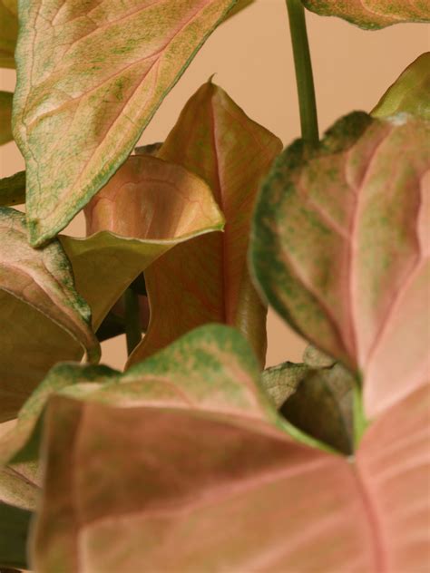 Medium Pink Arrowhead Plant – Dahing Plants