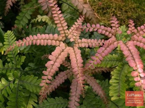 Адиантум мелкоопушенный (Adiantum hispidulum) — описание, выращивание ...