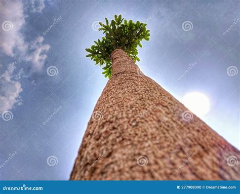 towering trees royalty  stock photography cartoondealercom