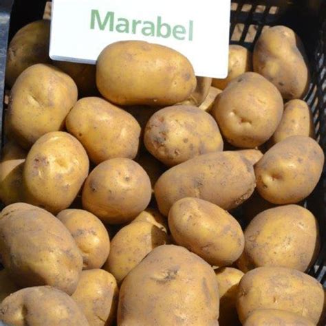 MARABEL - Vetőburgonya