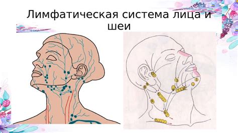 Скульптурно-буккальный массаж лица - презентация онлайн