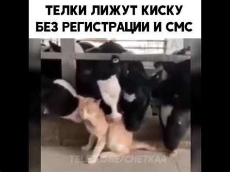 Лижут киску ))) - YouTube