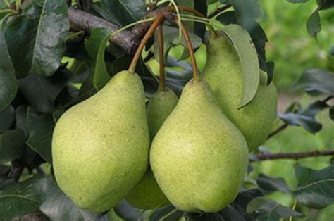 Груша Просто Мария: описание и характеристики сорта, особенности ...