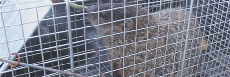 Humane Hartford County Groundhog Removal Methods