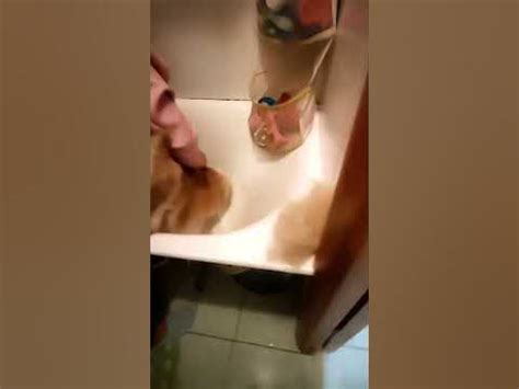 #корги #пемброк #шерсть - YouTube