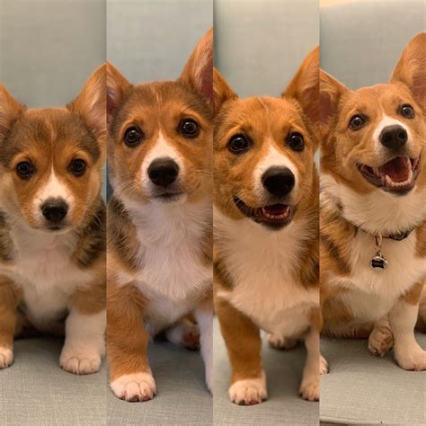 Adopt a Corgi