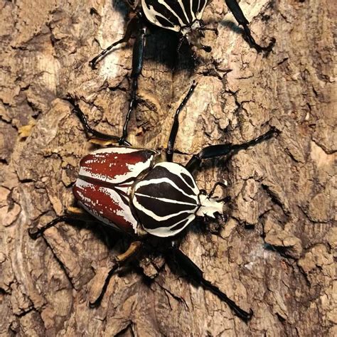 Goliath Beetle (Goliathus goliatus) for sale - HappyForestStore