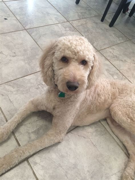 How To Groom A Mini Goldendoodle at Danita Martha blog