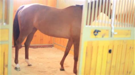 Подстилка для лошадей Horse Master из древесных гранул. - YouTube