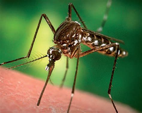 Detectan el mecanismo por el cual los mosquitos se sienten atraídos ...