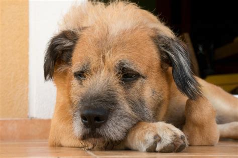Cachorro Fica Cego Do Nada - Com quantos anos o cachorro fica cego?