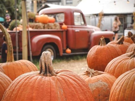 pumpkin patches  fields close  tampa tampa fl patch