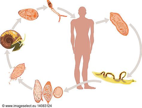 Lifecycle of Schistosomiasis Lifecycle of Schistosomiasis,bilharzia ...