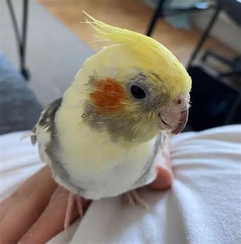 My Cockatiel Died Suddenly: What Could Be the Reason?
