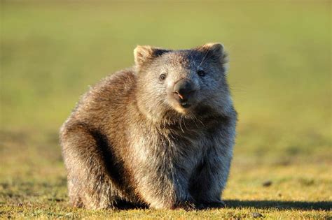 Scientists Try to Unravel Secret of Why Wombat Poop is Cube-Shape ...