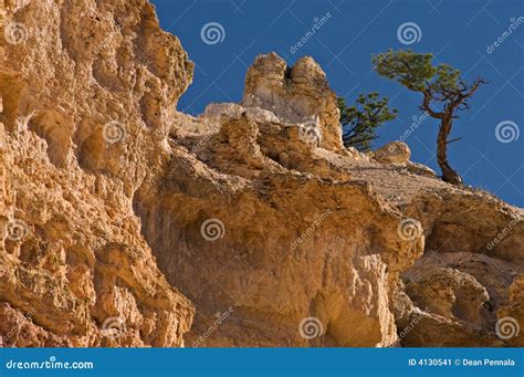 pinyon pines pinus edulis royalty  stock photo cartoondealer