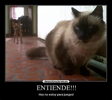 Imágenes y Carteles de PINCHER | Desmotivaciones