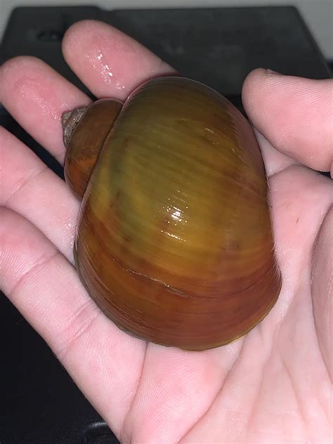My biggest snail! : r/AquaticSnails