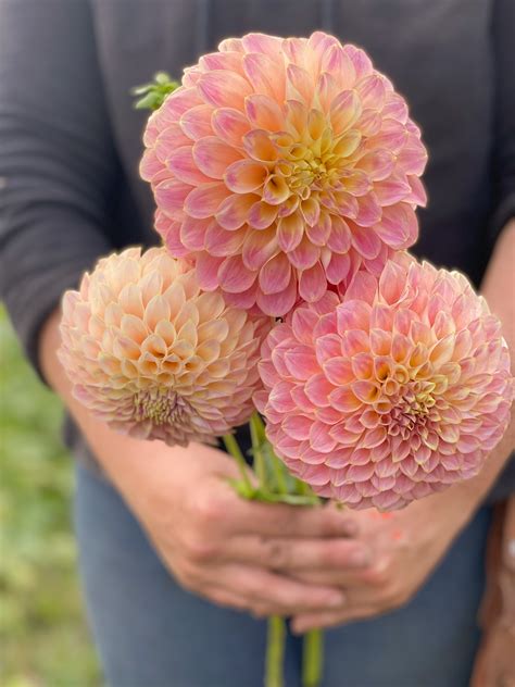 Coorabell Moonglow – Quite Contrary Flower Farm