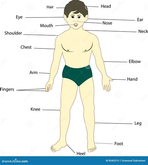 body parts stock illustration illustration  foot chart