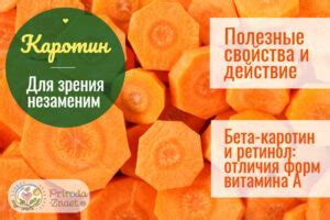 Каротин: предшественник витамина А, для чего он нужен и какую пользу ...