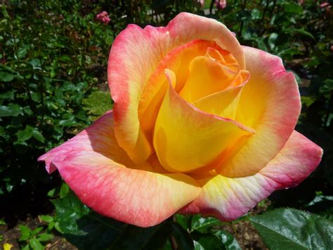 images landscape nature blossom flower petal bloom summer
