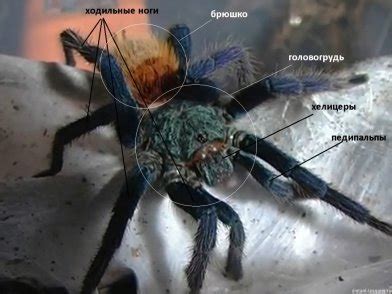 Общая характеристика пауков | Статья в журнале «Юный ученый»