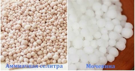 Мочевина и селитра для картофеля: инструкция и нормы внесения