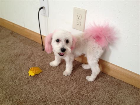 Pin on Funny | Funny, Maltese, Pink