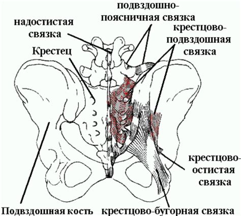 Крестцово-подвздошный сустав: строение, симптомы болезней