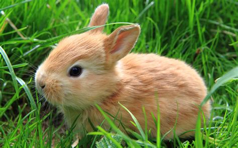 壁紙、1920x1200、ウサギ、草、動物、ダウンロード、写真