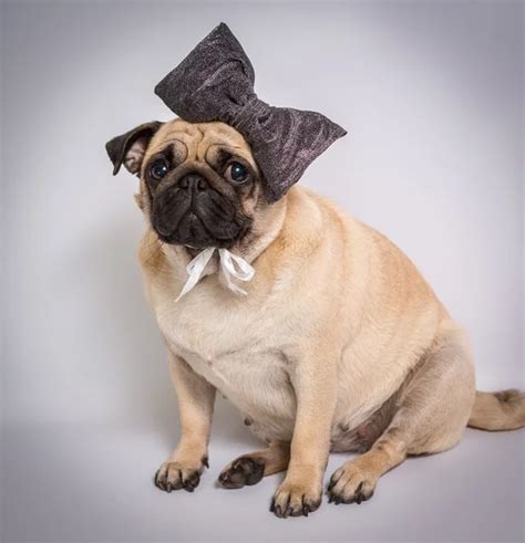 Cute pug puppy — Stock Photo © bernardbodo #90977328