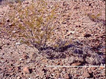 The 'King Clone' creosote bush near Lucerne Valley may be 11,700 years old