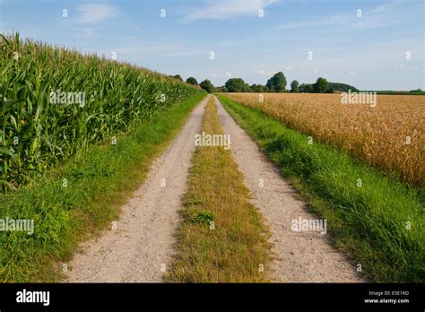 Feld-Feldweg Felder Weg Bauernweg Patt Biodiesel Strasse Strassen Mais ...