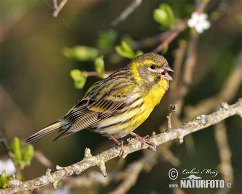 Serin Photos, Serin Images, Nature Wildlife Pictures | NaturePhoto