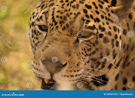 Jaguar Head Close Up - Eyes Stock Photo - Image of wildcat, jaguar ...