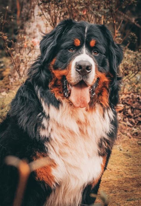 Bernese Mountain Dog, Sheepdog Outdoors, Cute and Playful Stock Image ...