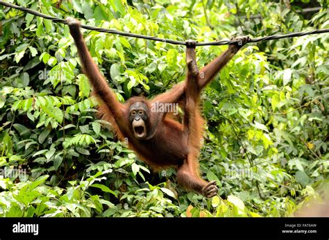 Orangutan in Sepilok Orangutan rehabilitation center Stock Photo - Alamy