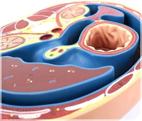 abdominal cross section anatomy medical teaching model